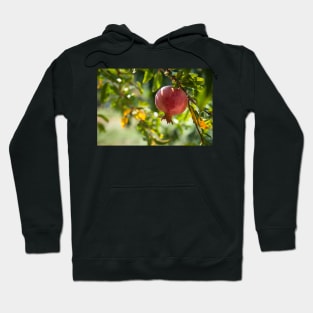 Postcard with Pomegranate - the symbol of prosperity and life. Hoodie